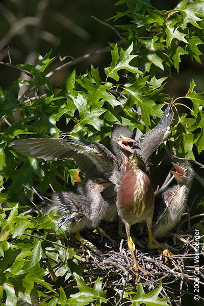 greenheronchicksinnest
