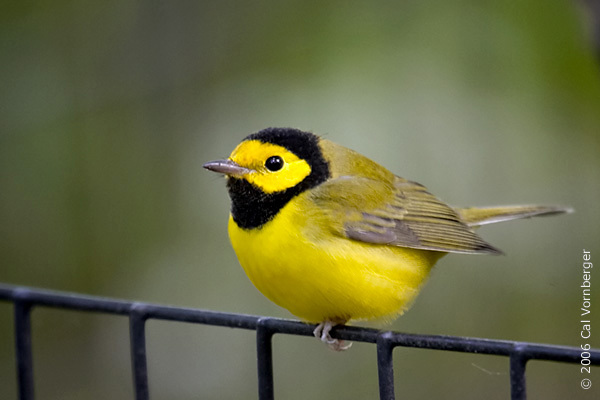 hoodedwarbler
