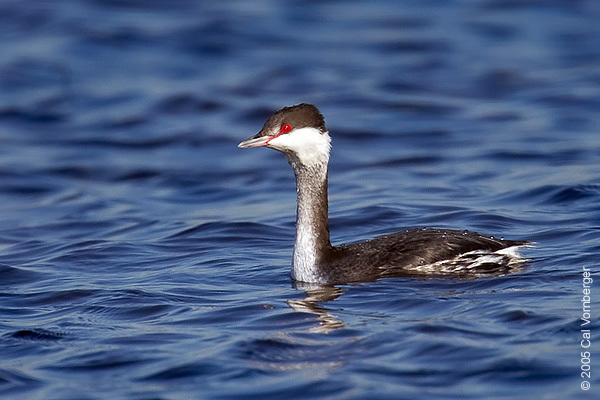 hornedgrebe