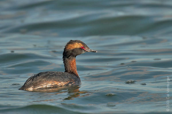 hornedgrebe_breedingplum