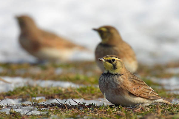 hornedlarks