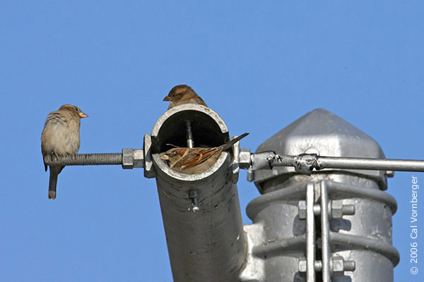 housesparrows12