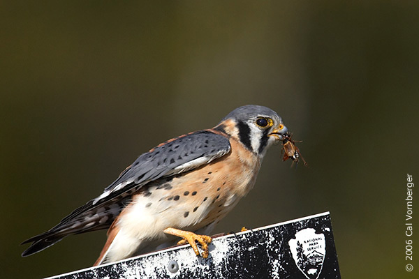 kestrelprey