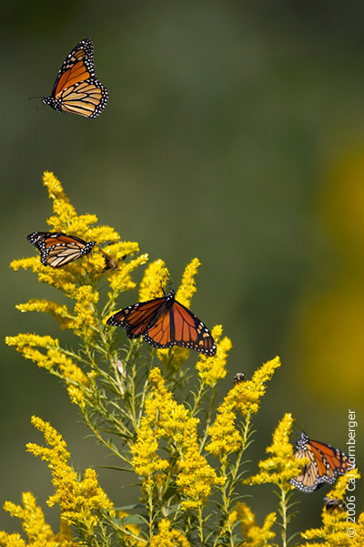 monarchs