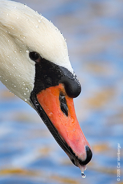muteswanportrait