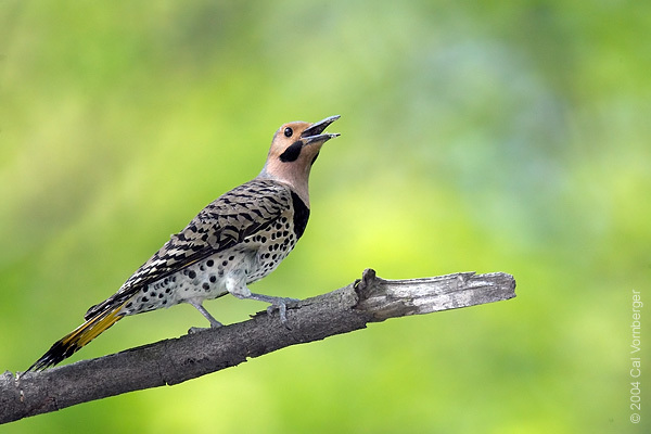 northflicker3