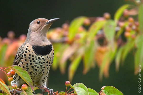 northflicker6