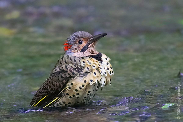 northflickerbathing