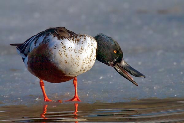 northshoveler11