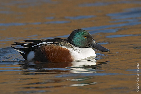 northshovelermale11