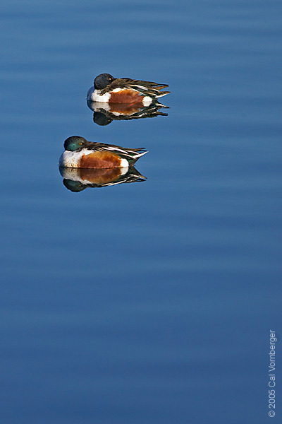 northshovelers