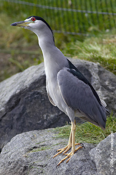 nycticorax