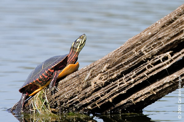 paintedturtle