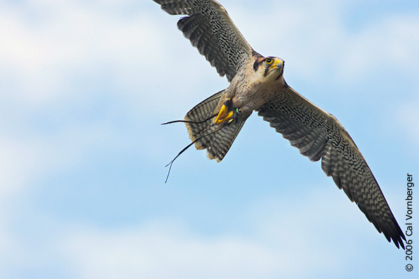 peregrine_flight