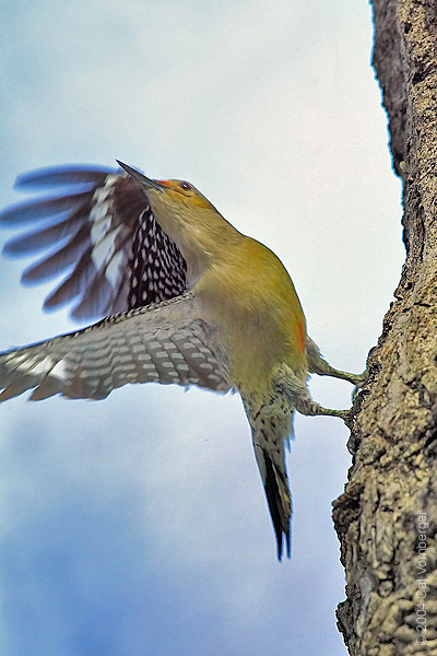 redbellywoodptakflight