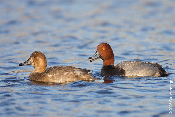 redheads