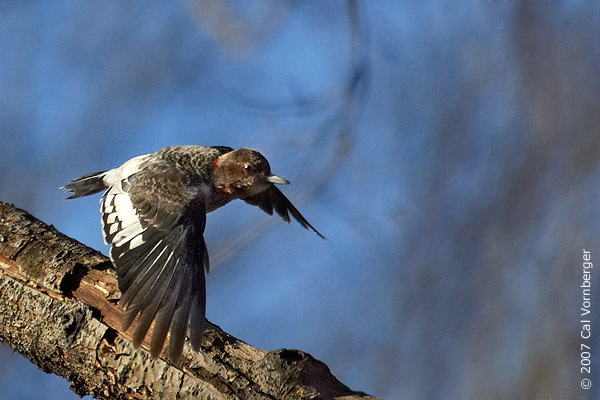 redheadwoodpecker2