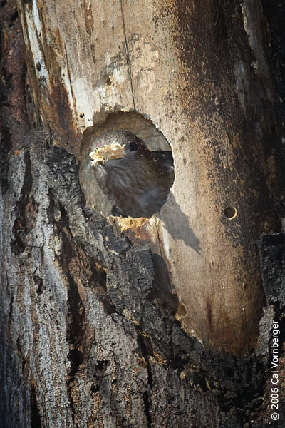 redheadwoodpecker_clearhole