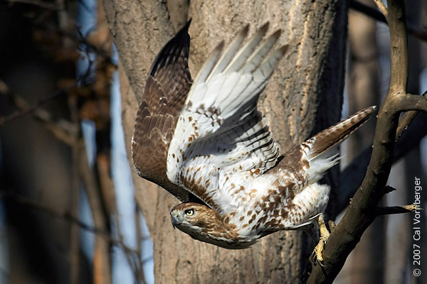 rthawk_takingflight
