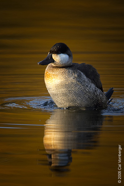 ruddyduck13