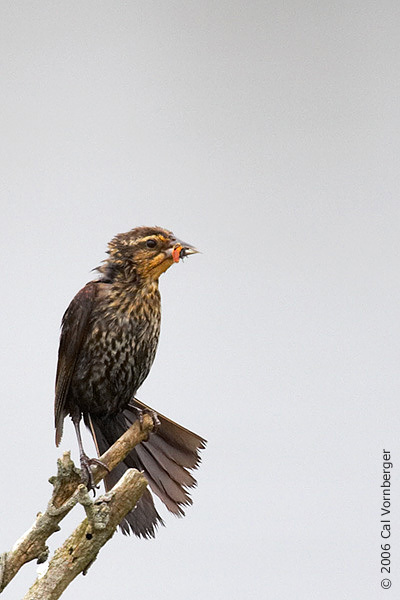 rwblackbirdfledg