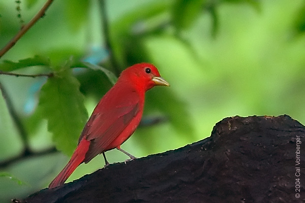 summertanager