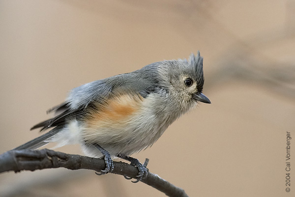tuftedtitmouse2