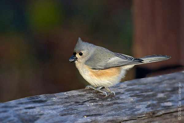 tuftedtitmouse3