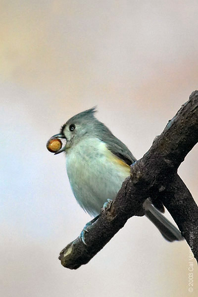 tuftedtitmouse5_acorn