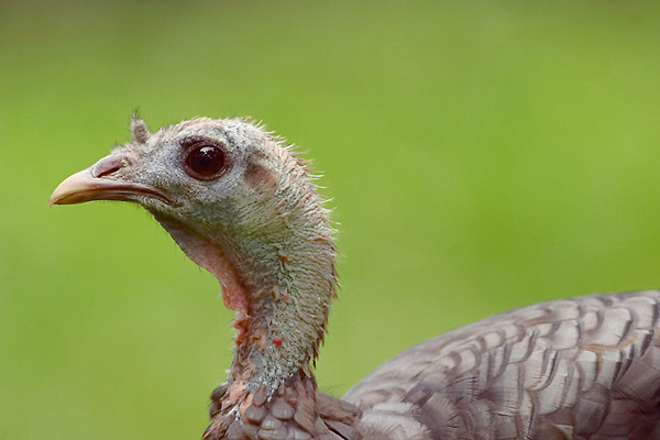 turkey1