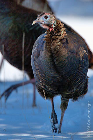 turkey4