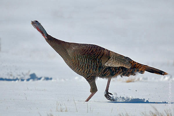 turkey6insnow