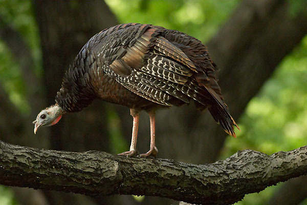 turkeyjuvenile