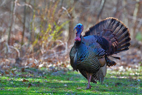 turkeymale