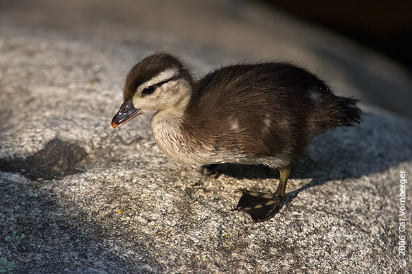 woodduck_ducling