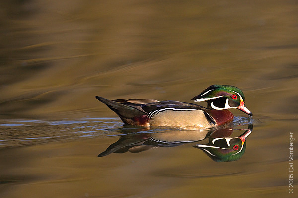 woodduck_male12