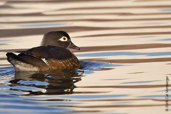 woodduckfemale13