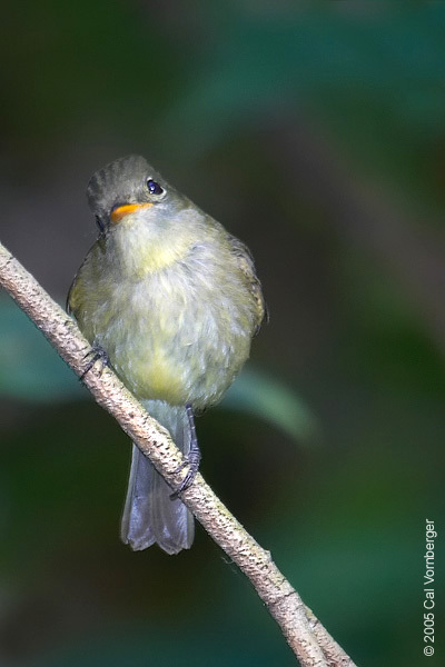 yellowbelliedfly