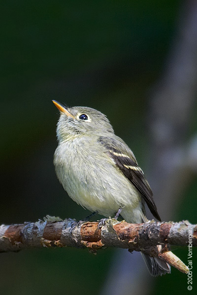 yellowbelliedflycatcher