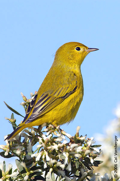 yellowwarbler