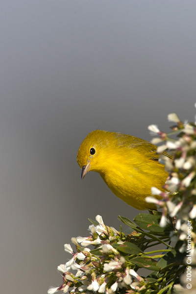yellwarbler3