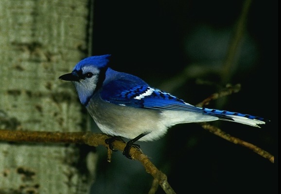 blue_jay