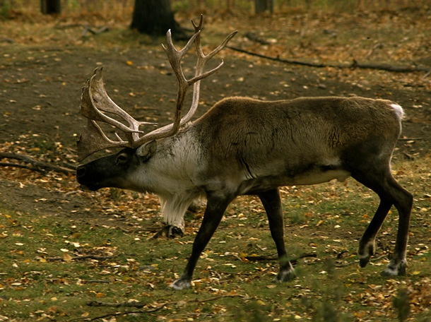 caribou