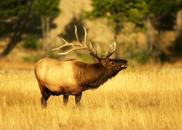elk_male