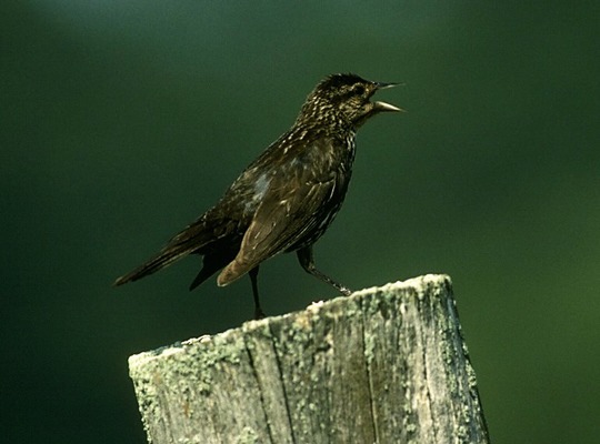 f._rdwng_blackbird