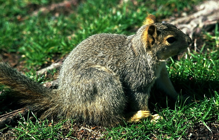 fox_squirrel