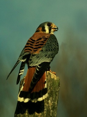 kestrel