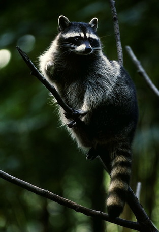 racoon