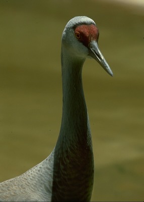 sandhill_crane