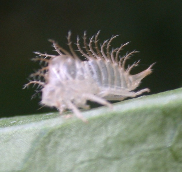 alien_bug